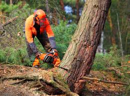 Best Tree Mulching  in Milton, WA