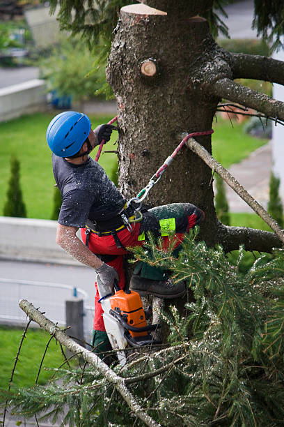 Trusted Milton, WA Tree Services Experts